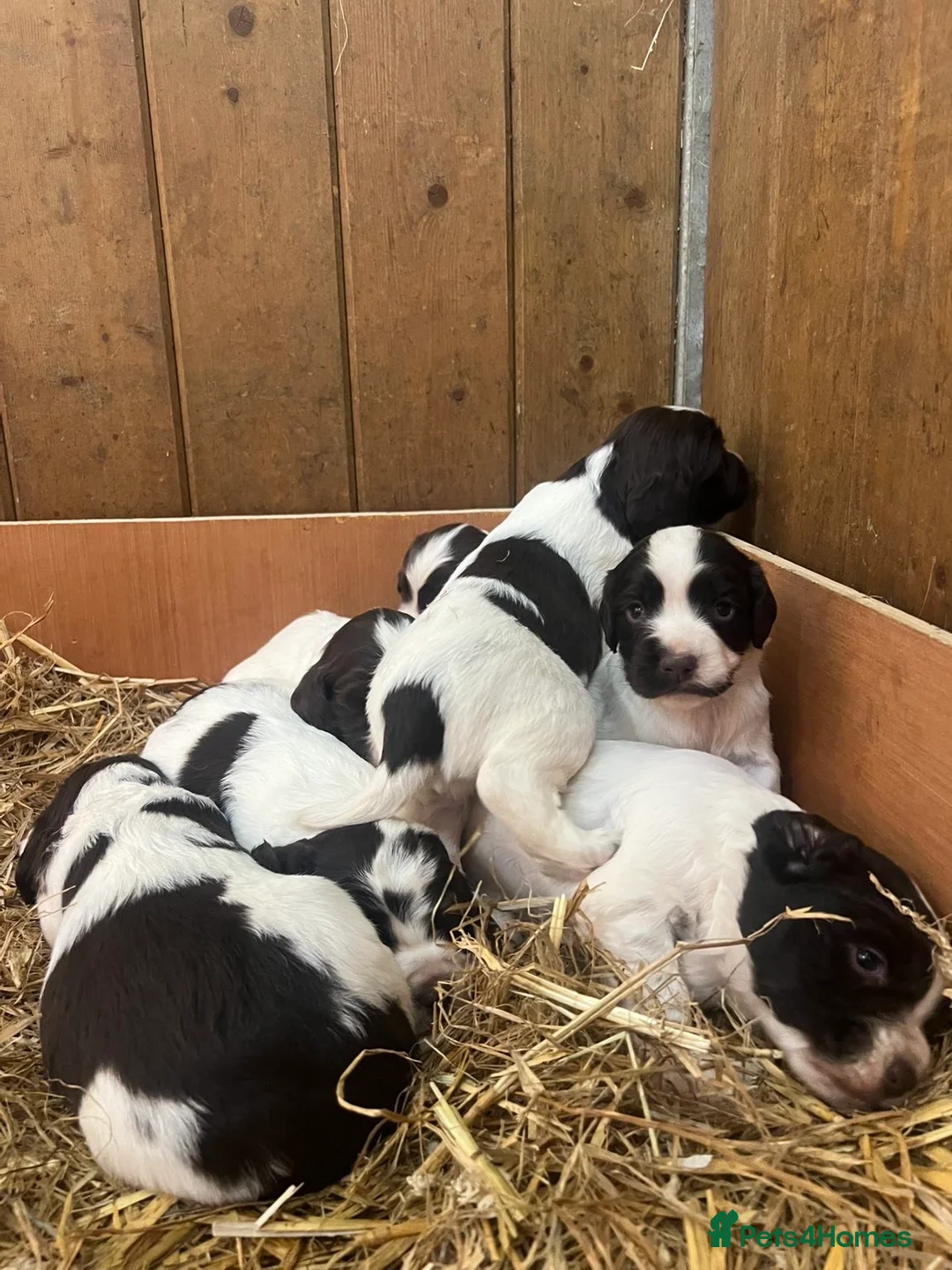 English Springer Spaniel dogs for sale: Working English Springer Spaniel pups - Advert 1