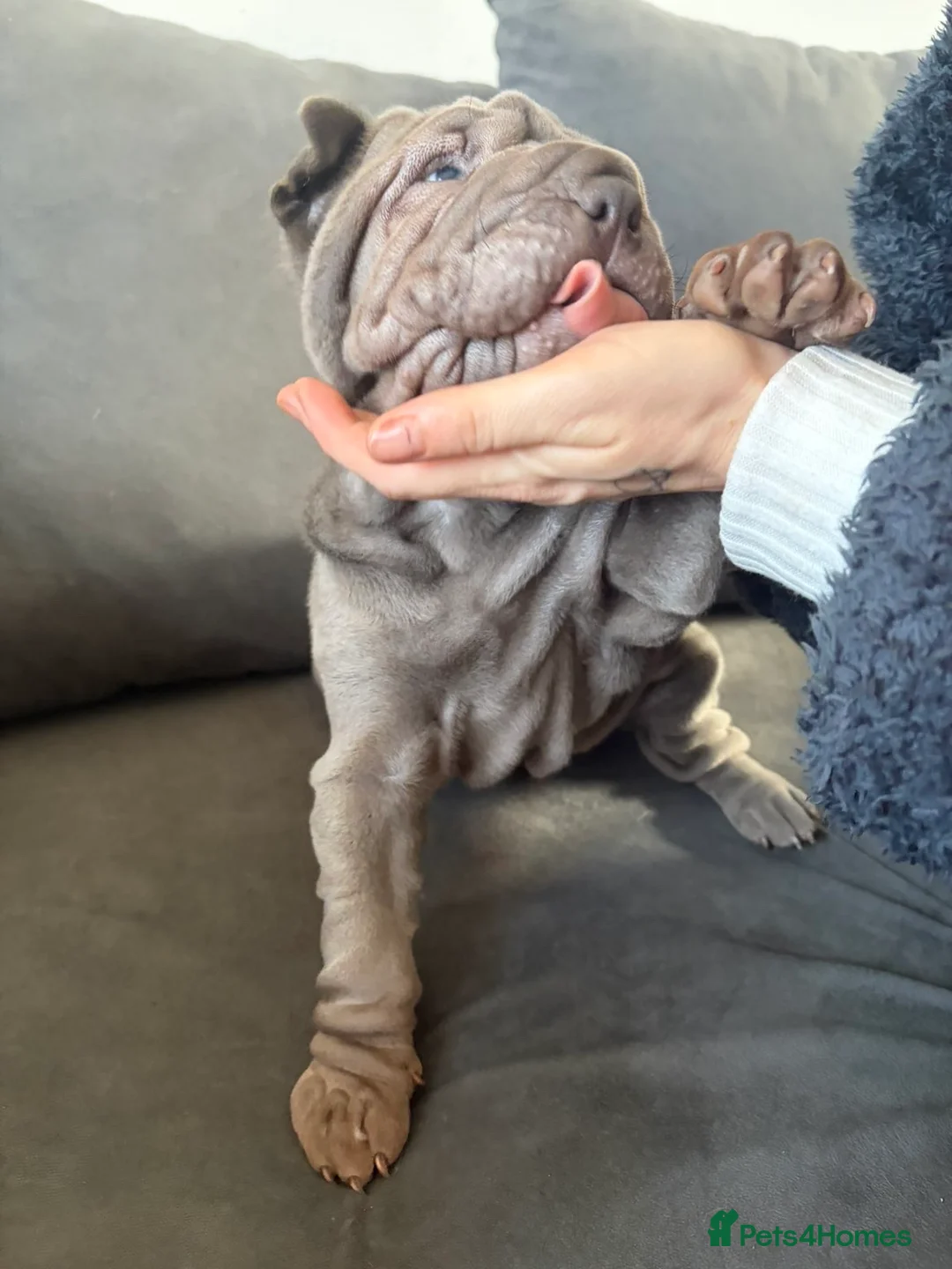 Shar Pei dogs for sale: Sharpei meat mouth blue  - Advert 6
