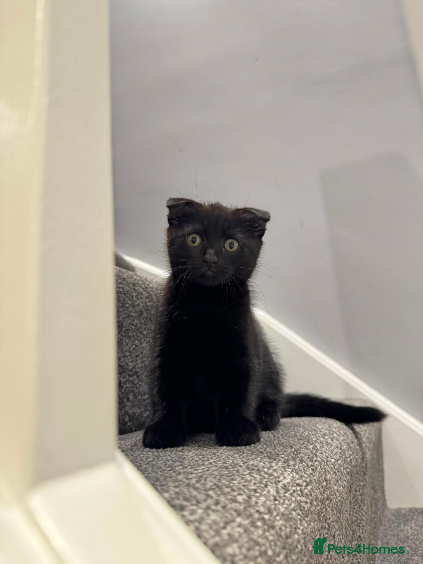 Scottish Fold cats Wednesday and Jackson - Advert 1