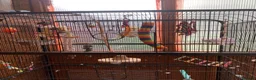 Cockatiels birds for sale: Cockatiel Pair for Sale Complete Setup Included in Luton - Advert 5