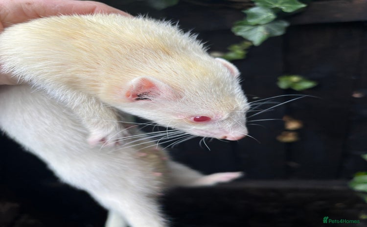 Ferret rodents - Advert 2