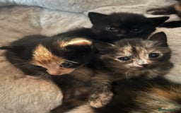 Mixed Breed cats for sale: Kittens mixed breed  - Image 7