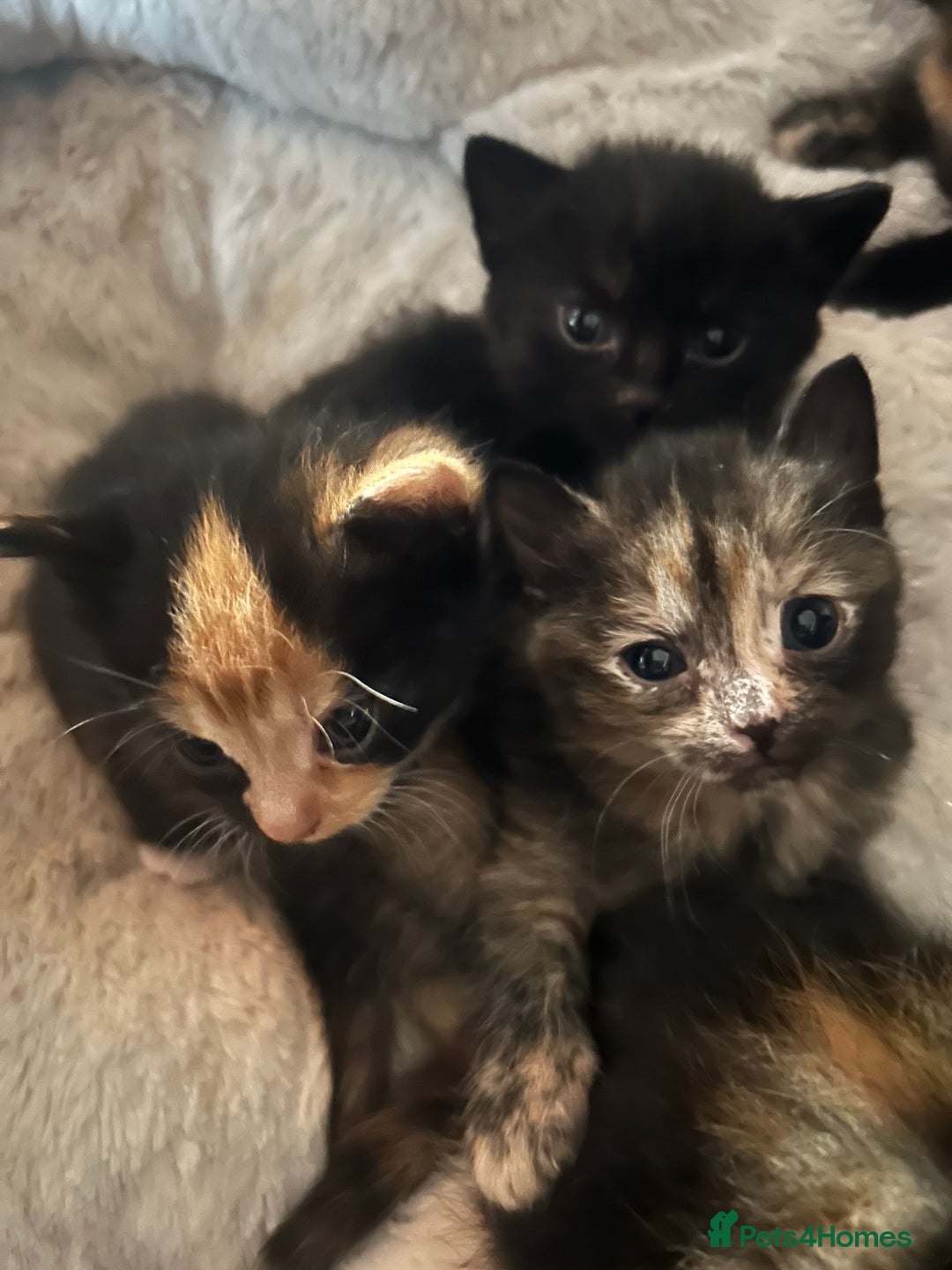 Mixed Breed cats for sale: Kittens mixed breed  - Image 7