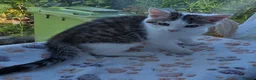 Mixed Breed cats for sale: OFFER! Beautiful playful kittens  - Advert 2