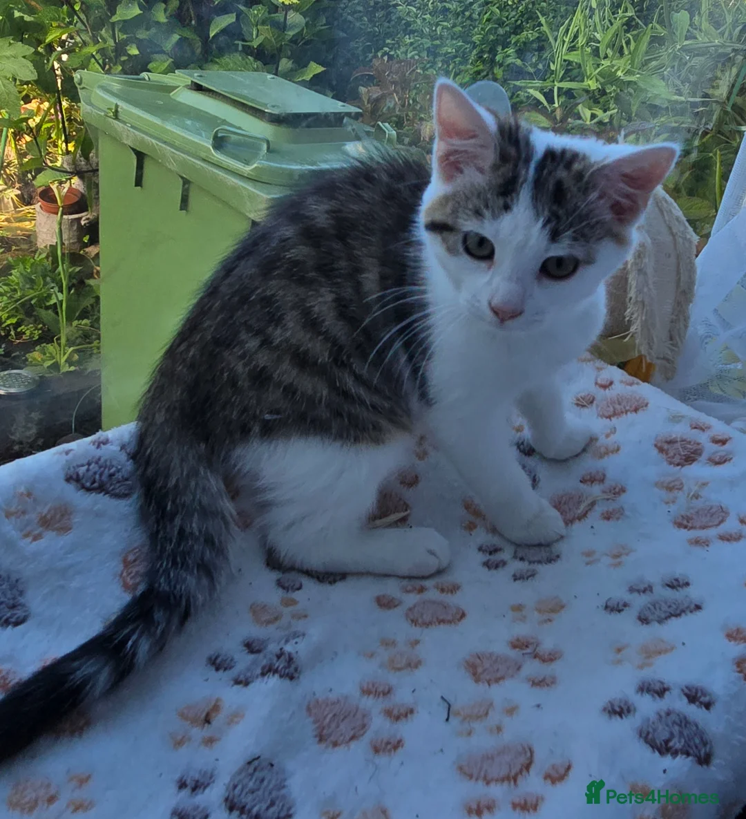 Mixed Breed cats for sale: OFFER! Beautiful playful kittens  - Advert 2