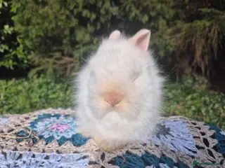 Angora rabbits 🩷💙Stunning Teddydwerg babies- imported parents🥰 - Advert 12