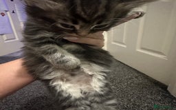Ragdoll cats for sale: Ragdoll x Maincoone loving babies - Image 17