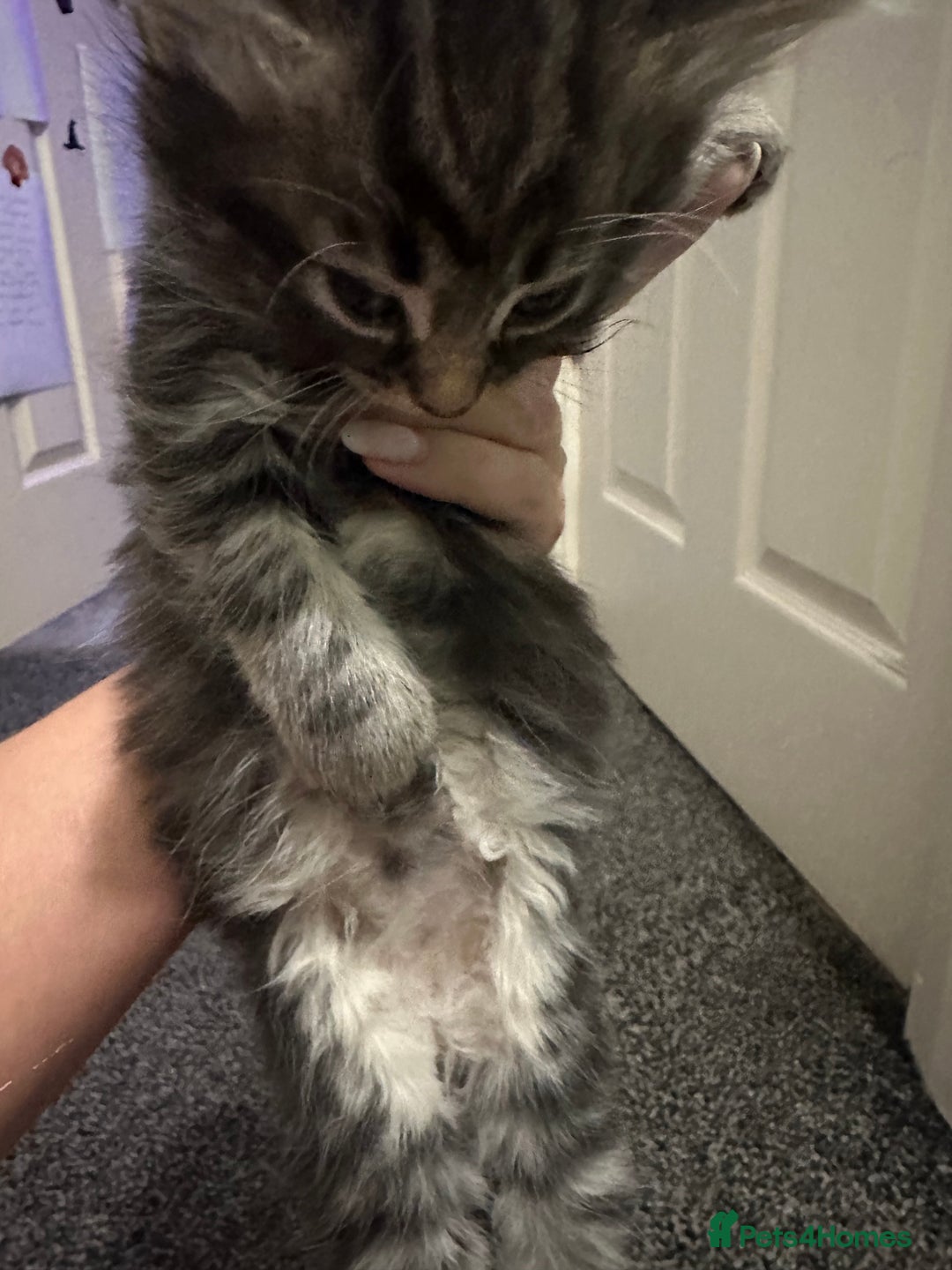 Ragdoll cats for sale: Ragdoll x Maincoone loving babies - Image 17