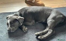 Mixed Breed dogs for sale: Bulldog x Staffie for rehoming.  - Image 6