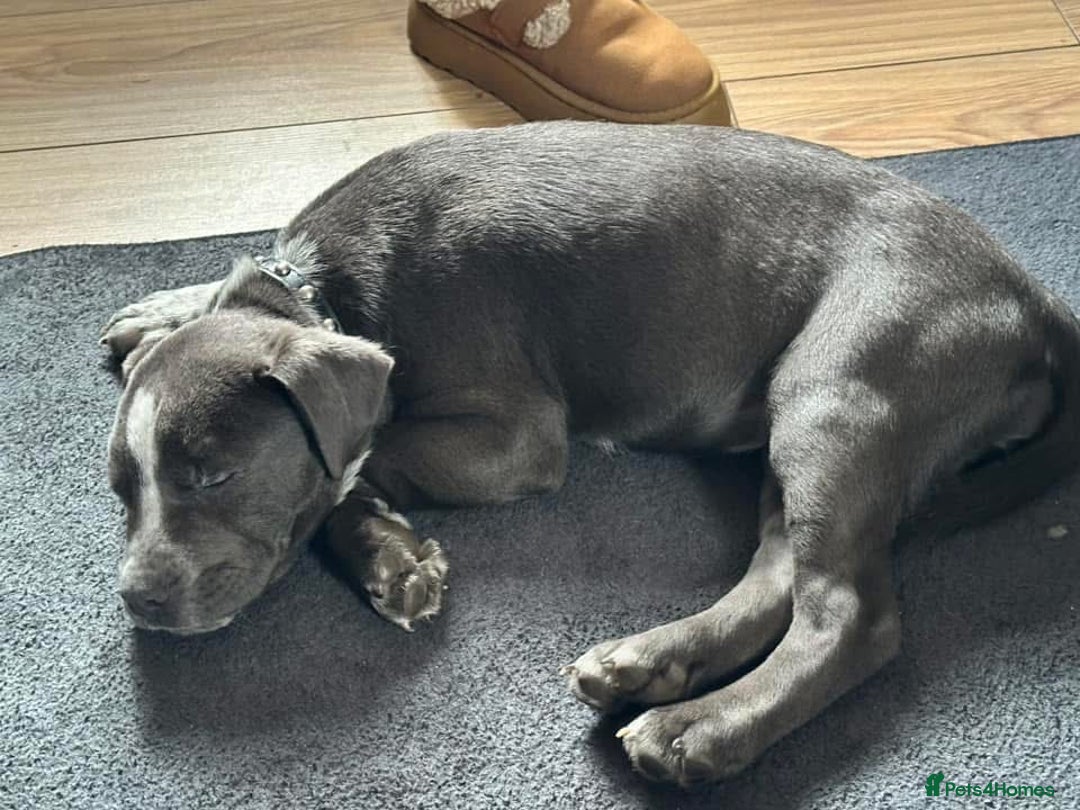 Mixed Breed dogs for sale: Bulldog x Staffie for rehoming.  - Image 6