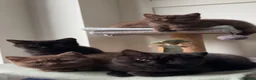 British Shorthair cats for sale: *REDUCED* British Shorthair Kittens in chocolate  - Advert 8