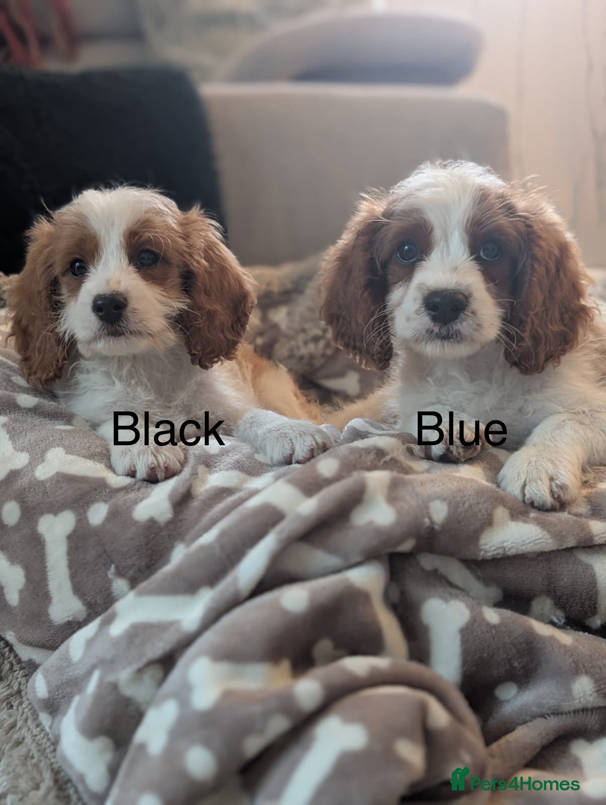 Cavapoo dogs Adorable F1 Cavapoo, health tested puppies  - Advert 13