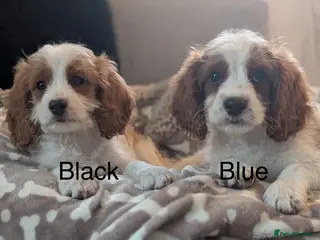Cavapoo dogs Adorable F1 Cavapoo, health tested puppies - Advert 2