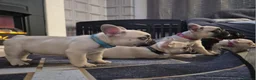French Bulldog dogs for sale: Gorgeous frenchies. 3 girls left - Advert 14