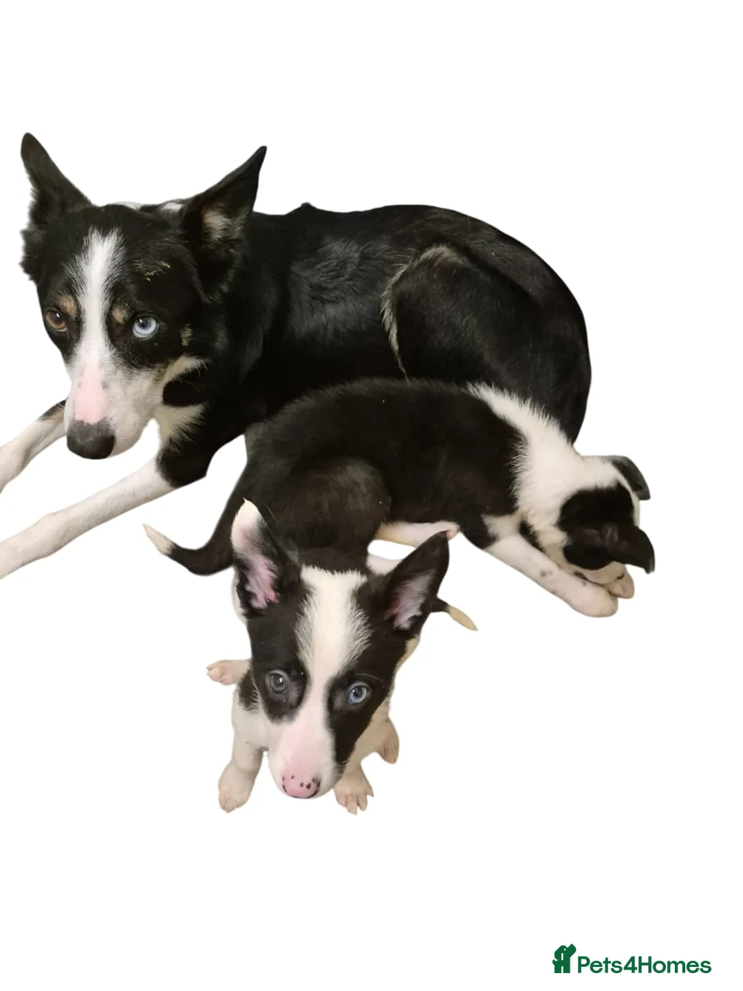 Welsh Collie dogs for sale: 8 collie puppys  - Advert 20