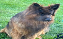German Shepherd dogs for sale: German Shepherd Dog - Image 1