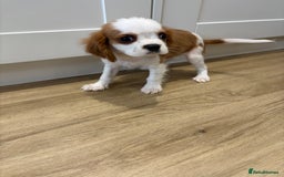 Cavalier King Charles Spaniel dogs for sale: Beautiful King Charles Cavalier puppies for sale  - Image 16