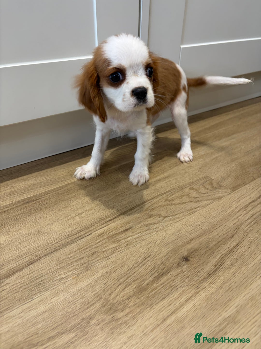 Cavalier King Charles Spaniel dogs for sale: Beautiful King Charles Cavalier puppies for sale  - Image 16