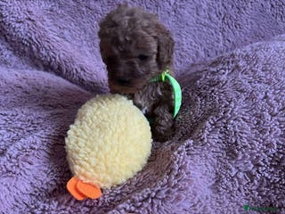 Miniature Poodle dogs Miniature Poodles with parental health checks. - Advert 10