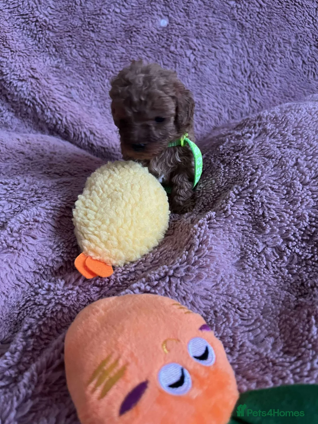 Miniature Poodle dogs for sale: Miniature Poodles!!! with 400 Health Tests!!! - Advert 15