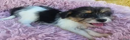 Mixed Breed dogs for sale: Jack-shih puppies - Advert 9
