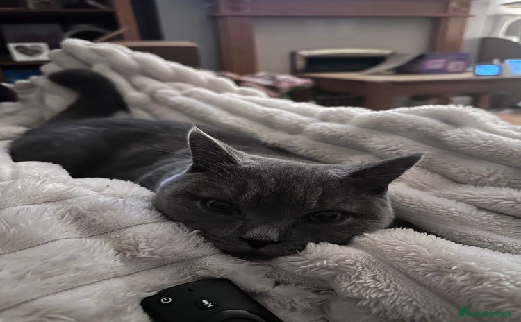 British Shorthair cats - Advert 9