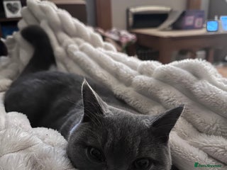 British Shorthair cats - Advert 25