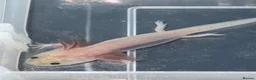 Axolotl reptiles for sale: Axolotl juveniles  - Advert 11