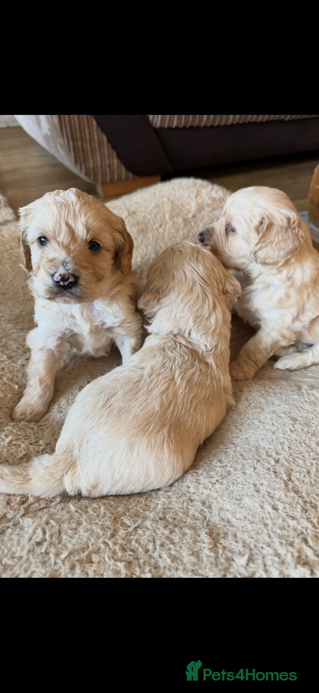 Cockapoo dogs for sale: F1 Cockerpoos - Advert 5