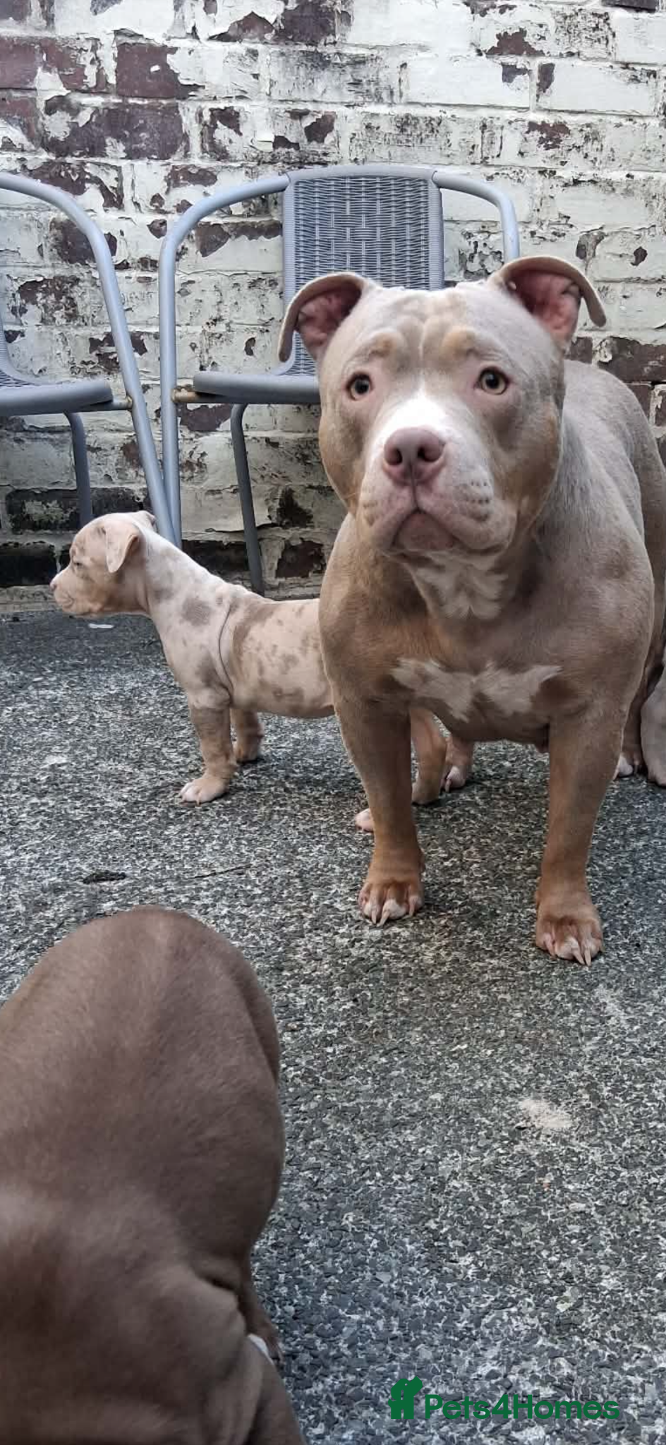 American Bully dogs for sale: American Pocket/standard bully  - Advert 2