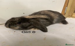 Mini Lop rabbits for sale: Beautiful Lop eared bunnies  - Advert 11