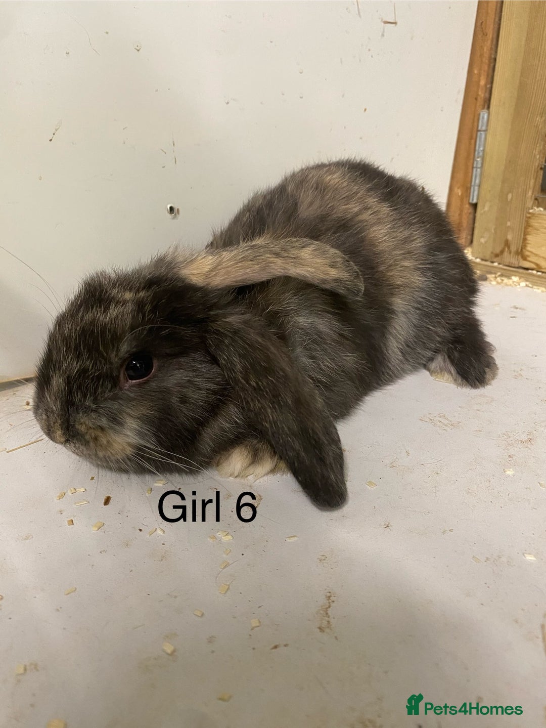 Mini Lop rabbits for sale: Beautiful Lop eared bunnies  - Advert 11