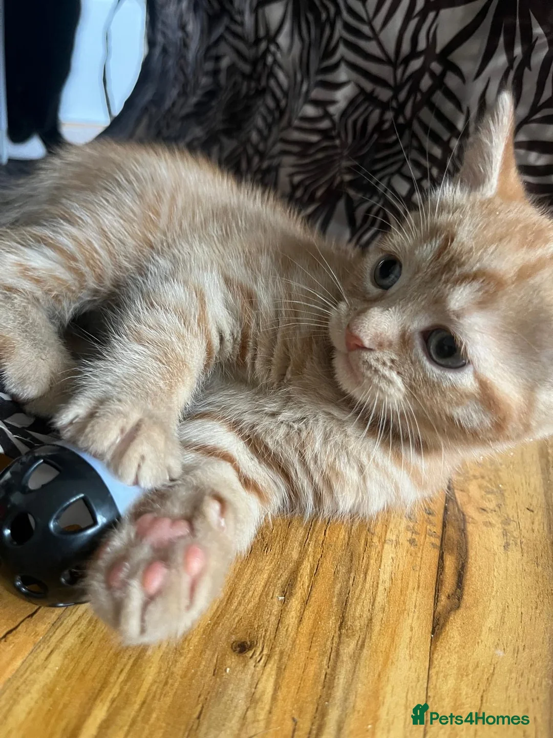 Mixed Breed cats for sale: Kittens for sale  in Liverpool - Advert 2