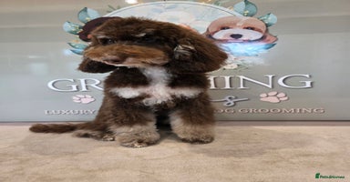 Mixed Breed dogs Toy/minture poodle  - Advert 5