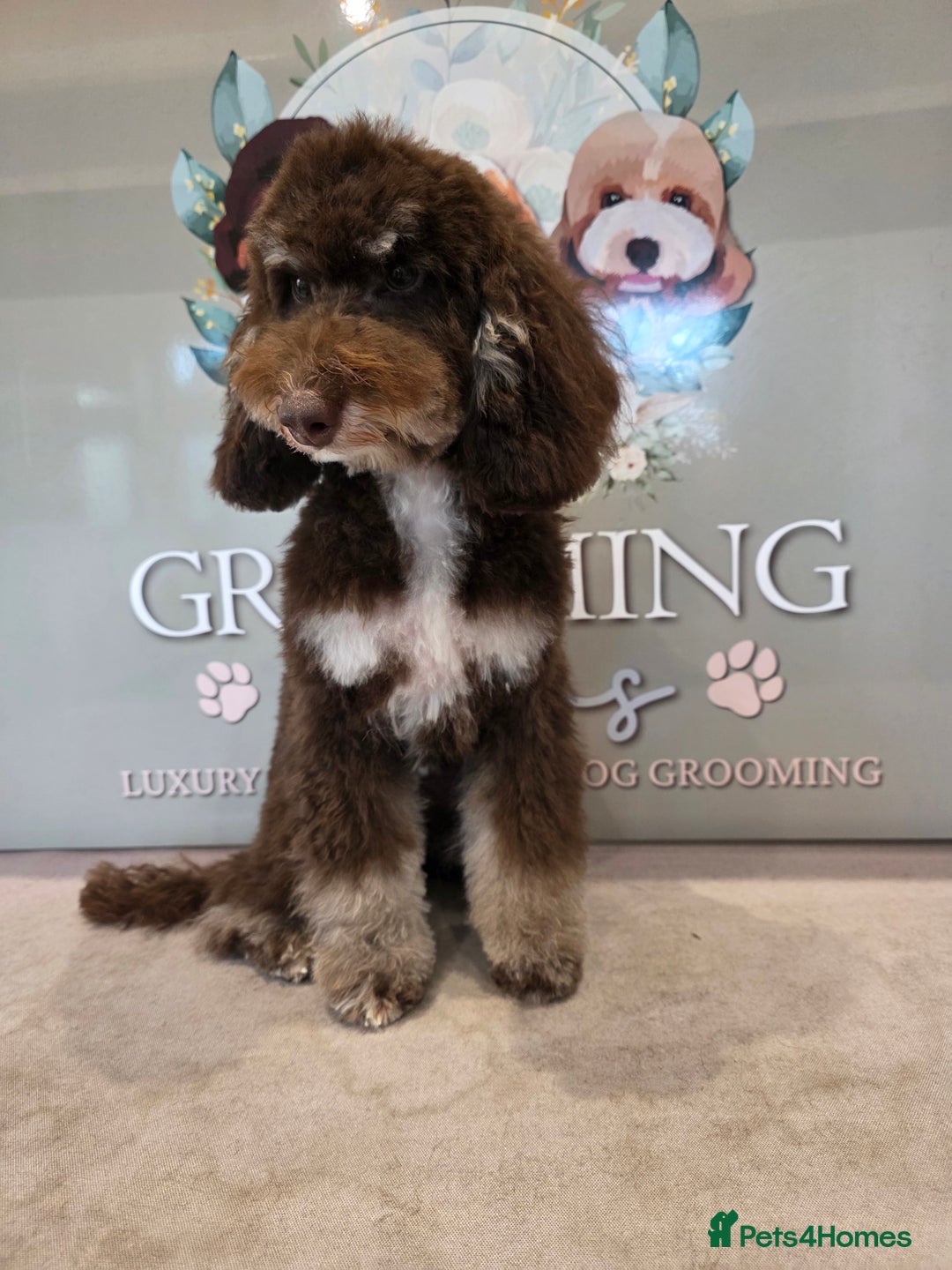 Mixed Breed dogs for sale: Toy/minture poodle  - Advert 3