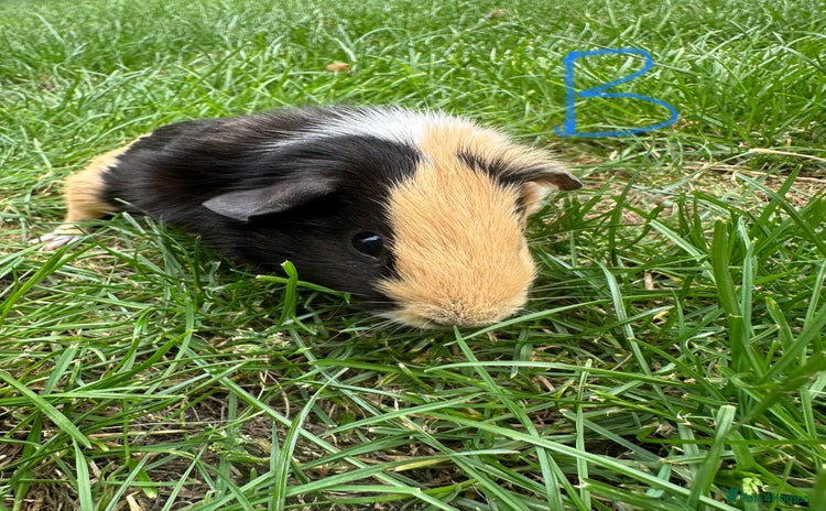Guinea Pig rodents - Advert 7