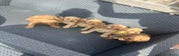 Cockapoo dogs for sale: F1 Cockapoo Puppy’s  - Advert 5