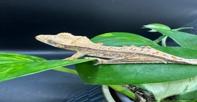 Gecko reptiles in Leicester - Advert 11