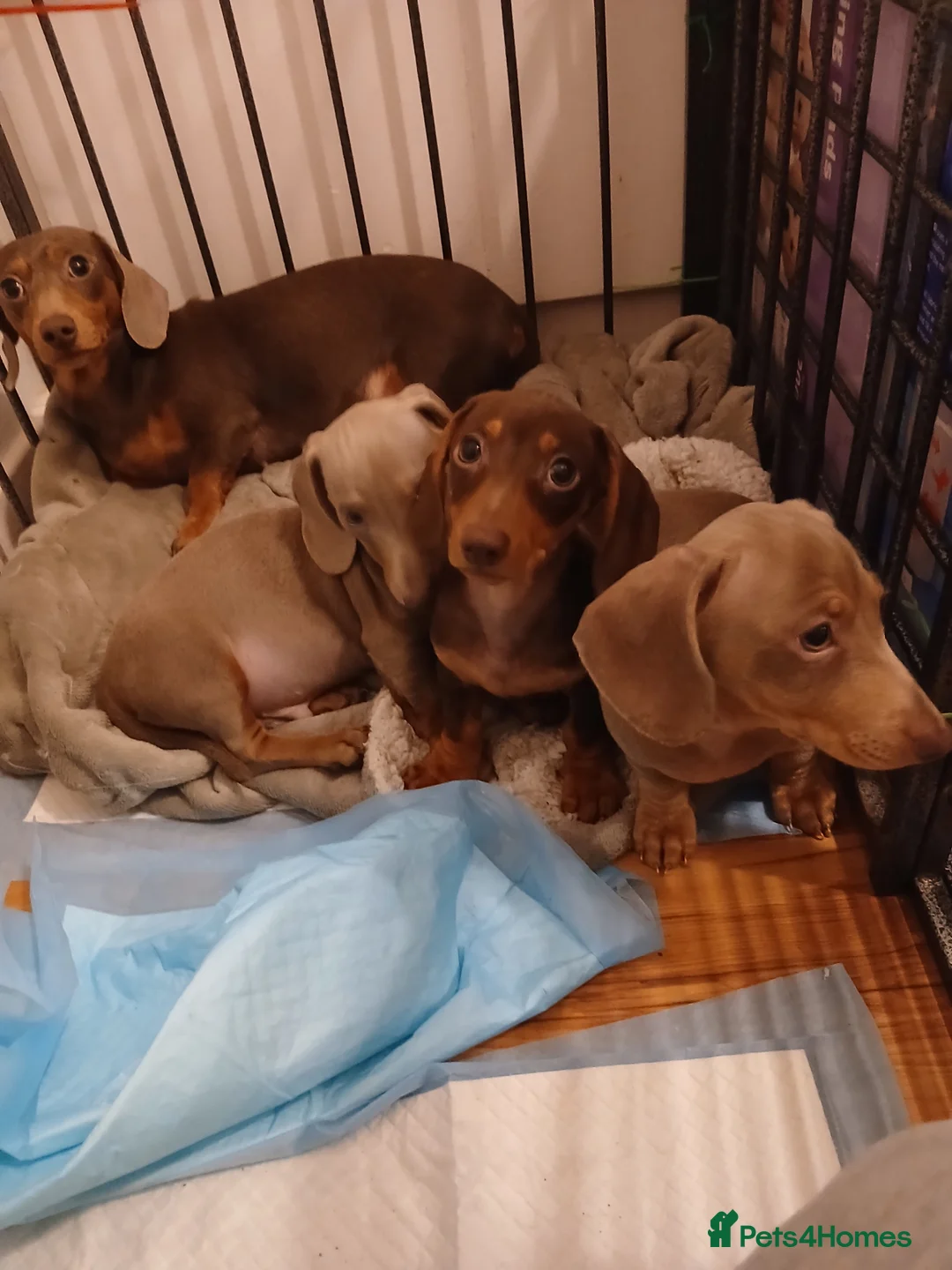 Dachshund dogs for sale: Now only 2 male mini dachshund puppies  - Advert 6