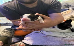 Border Collie dogs for sale: 7 beautiful border collie pups  - Image 4