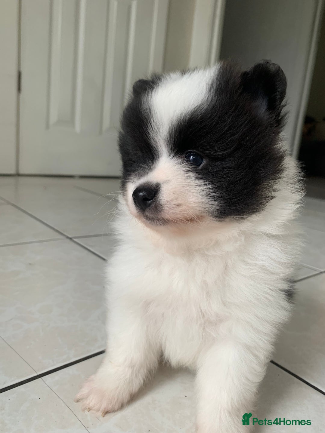 Pomeranian dogs for sale: Beautiful Pomeranian puppies ❤️ - Image 4