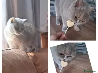 British Shorthair cats Lilac tortie BSH adult female - Advert 17