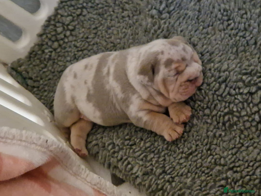 English Bulldog dogs for sale: Outstanding English bulldog  - Advert 10