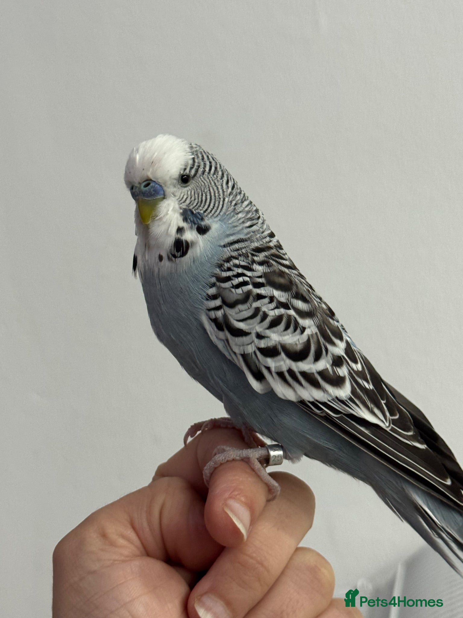 Budgerigars birds Budgie tamed and very interactive - Advert 4