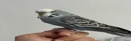 Budgerigars birds for sale: Budgie tamed and very interactive - Advert 1
