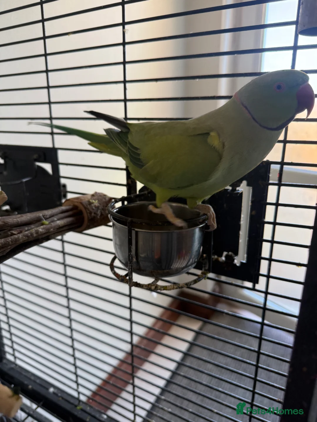 Parakeets birds for sale: Indian Ringneck parakeet (male) for sale in Gravesend - Advert 8