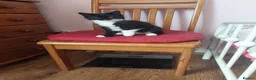 Mixed Breed cats for sale: Female kitten  - Advert 10