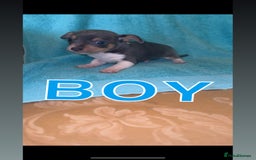 Mixed Breed dogs for sale: Chihuahua/Jack Russell puppies - Image 4