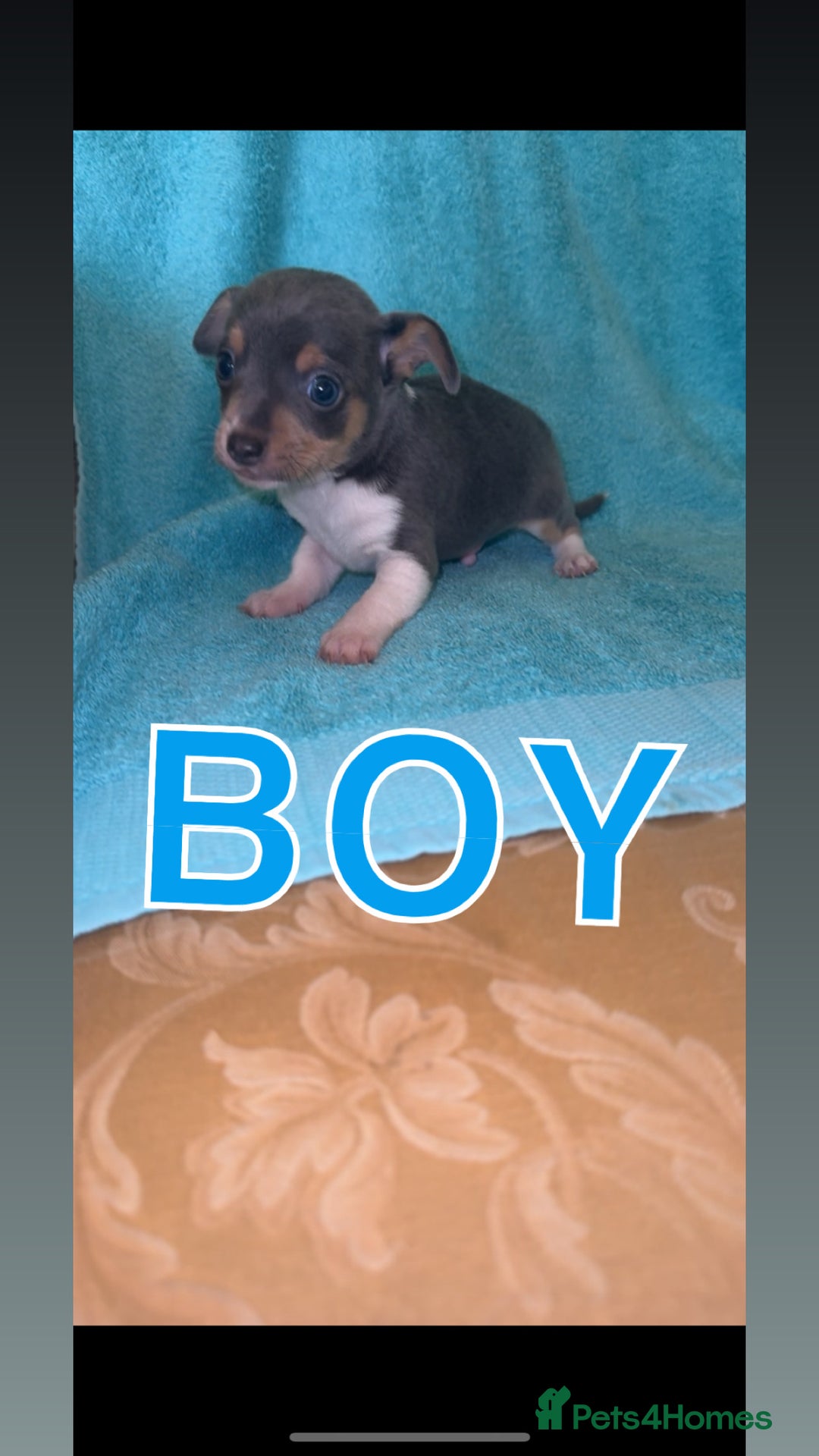 Mixed Breed dogs for sale: Chihuahua/Jack Russell puppies - Image 4