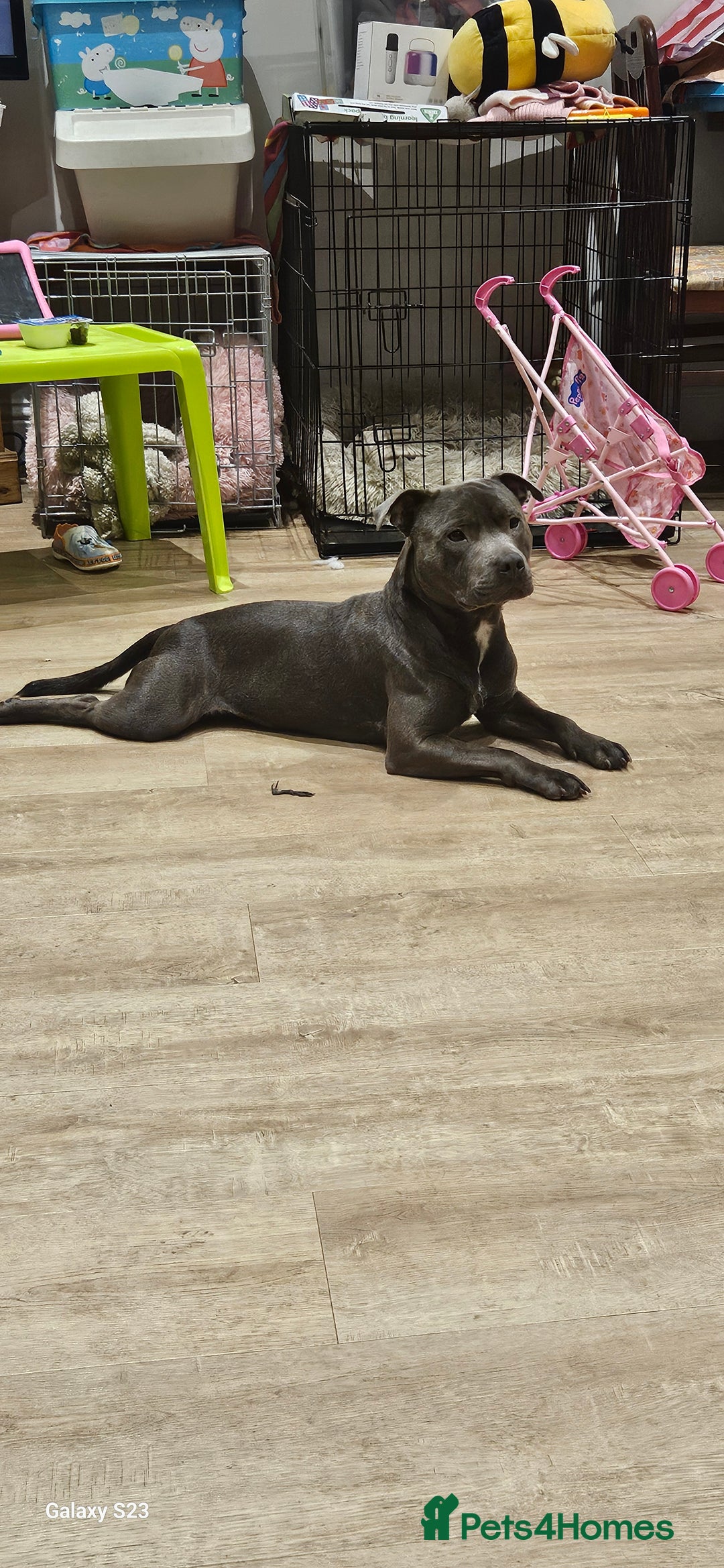 Staffordshire Bull Terrier dogs for sale: Blue brindle staffie male for sale - Advert 3